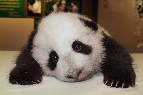 SI prefix harassment panda
